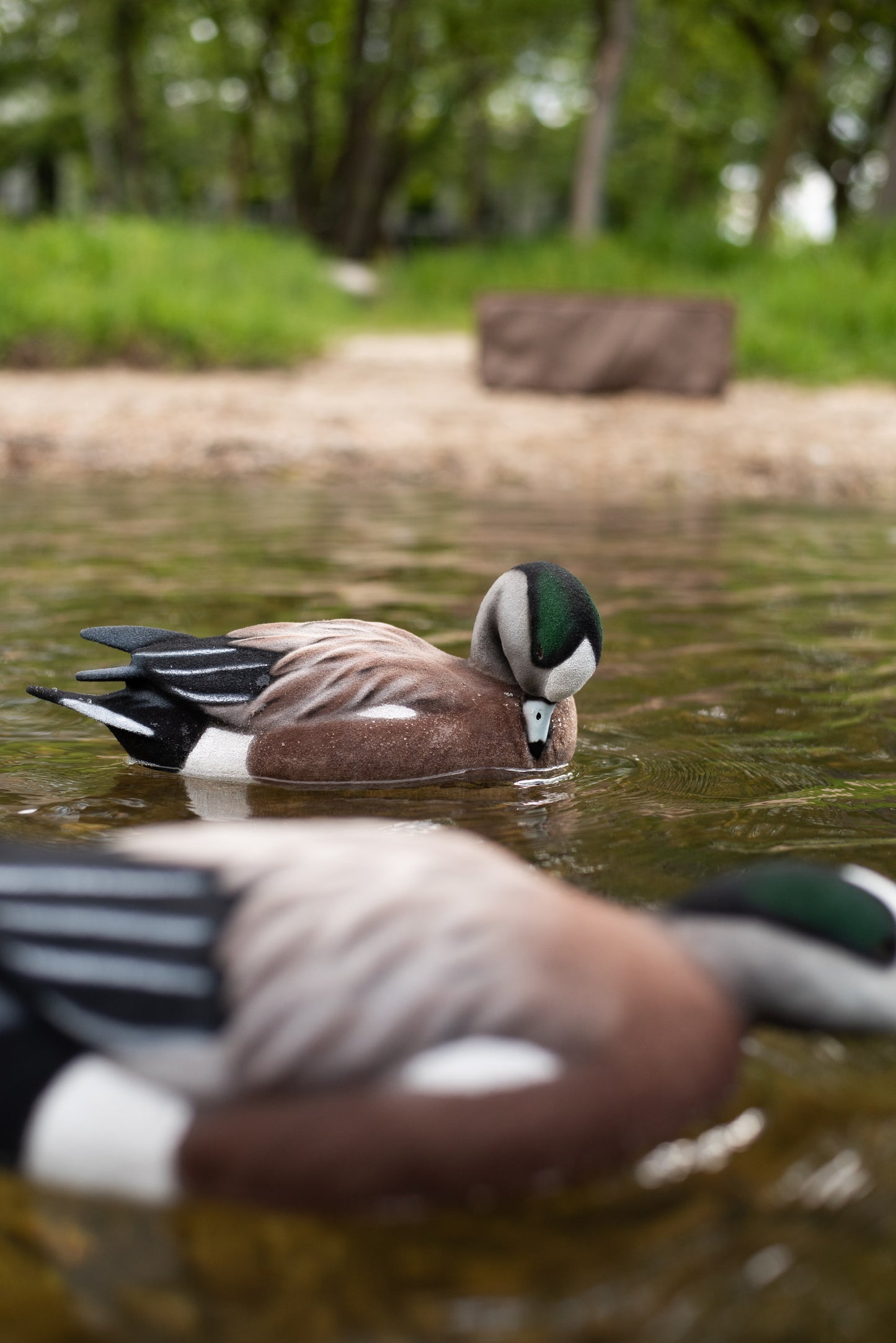 6 pack - Fully Flocked Wigeon Decoys