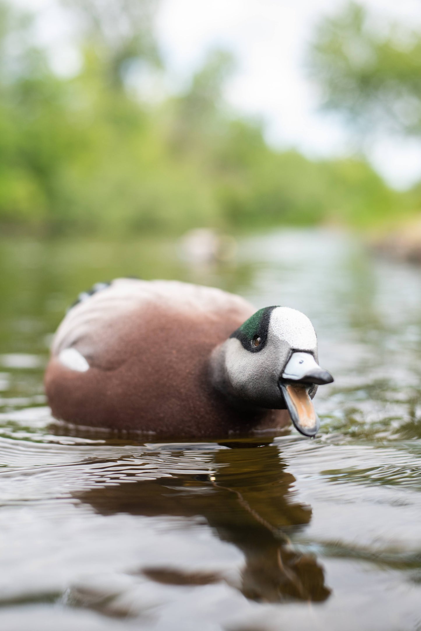 4 pack - Fully Flocked Wigeon Decoys