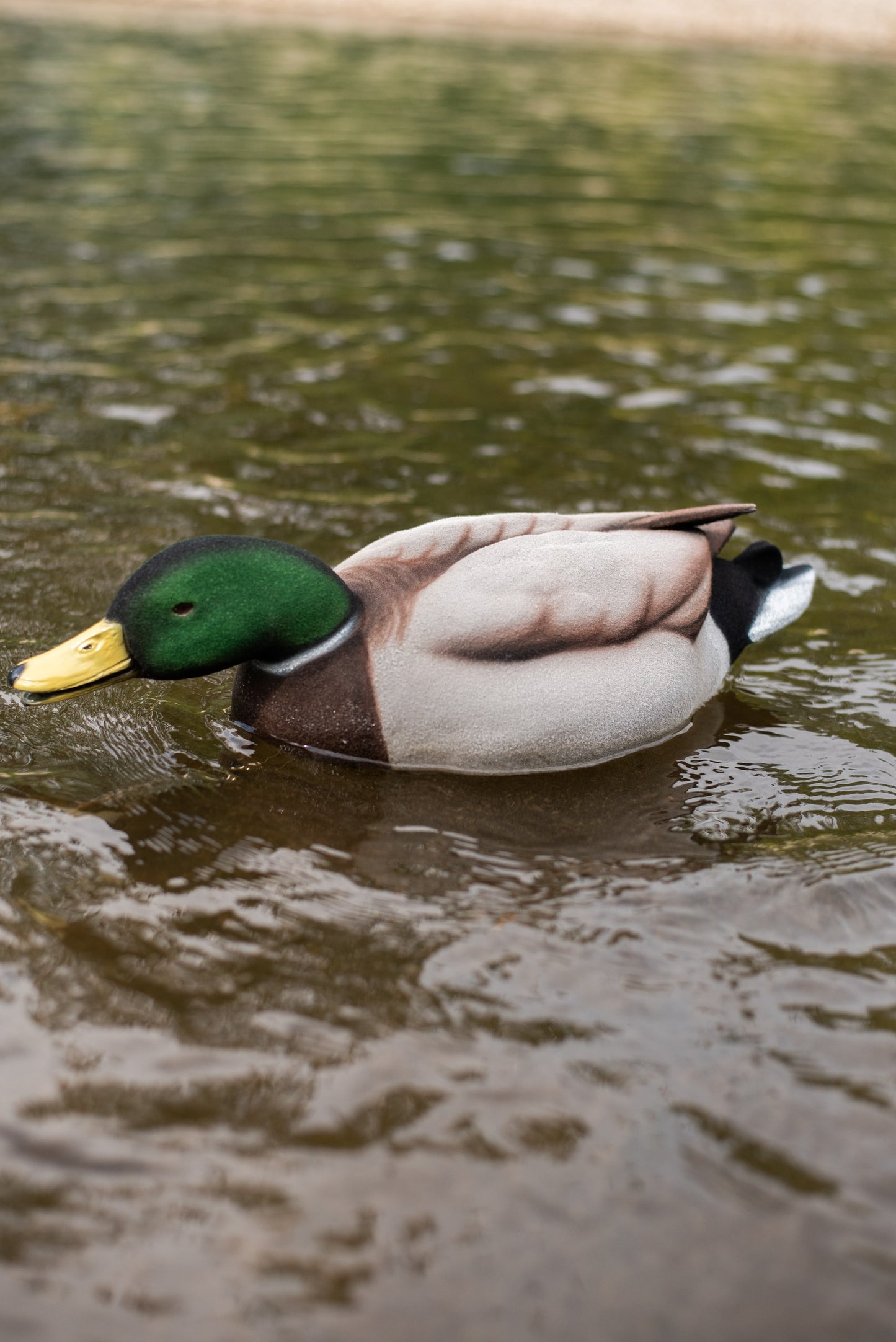6 pack - Fully Flocked Mallard Decoys
