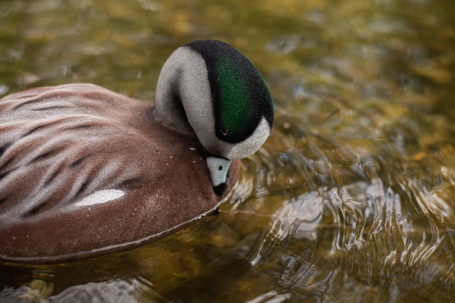 6 pack - Fully Flocked Wigeon Decoys