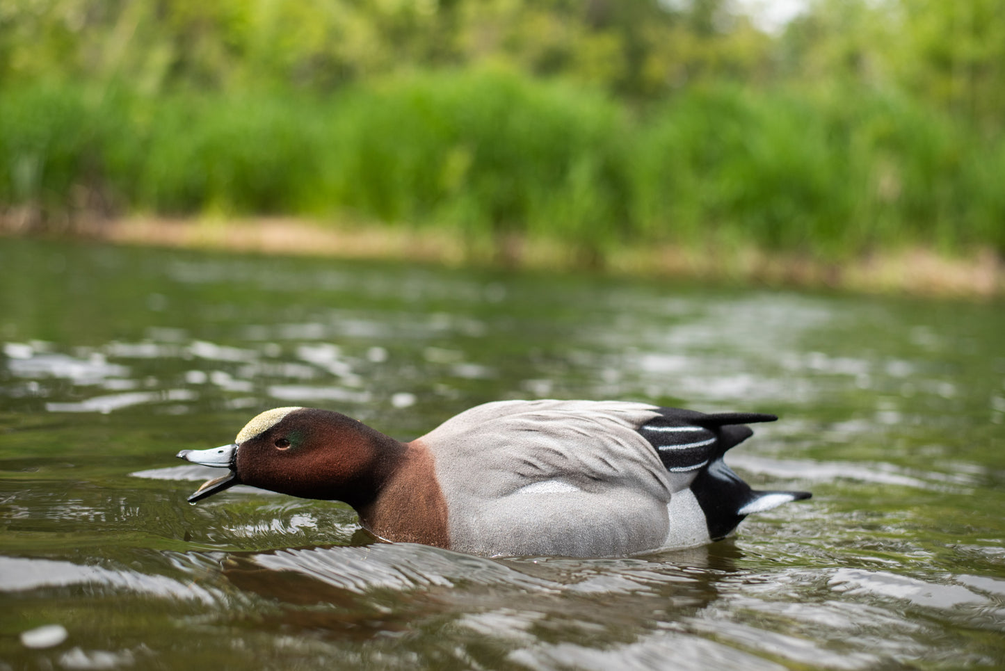 6 pack - Fully Flocked Eurasian Wigeon Decoys