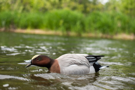Fully Flocked Eurasian Wigeon Decoys