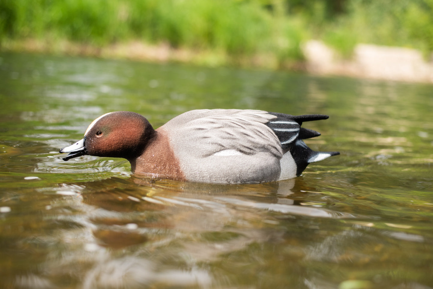 6 pack - Fully Flocked Eurasian Wigeon Decoys